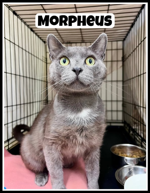 Morpheus (FCID# 05/20/2026 - 403) Willow Grove Image