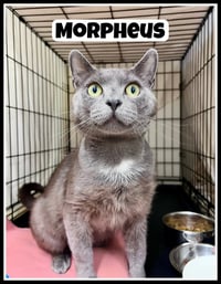 Morpheus (FCID# 05/20/2026 - 403) Willow Grove - Photo 1