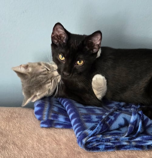 HOUDINI (FCID# 07/28/2026 - 1 WEST CHESTER PS) DC - Domestic Short Hair available for adoption
