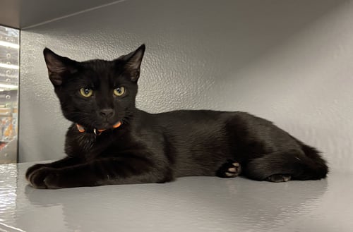 HOUDINI (FCID# 07/28/2026 - 1 WEST CHESTER PS) DC - Domestic Short Hair available for adoption