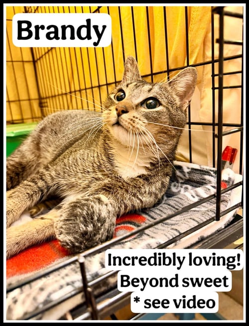 BRANDY (FCID# 04/14/2026-106) WILLOW GROVE PA - Tabby available for adoption