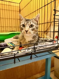 Brandy (FCID# 04/14/2026-106) Willow Grove PA - Photo 2