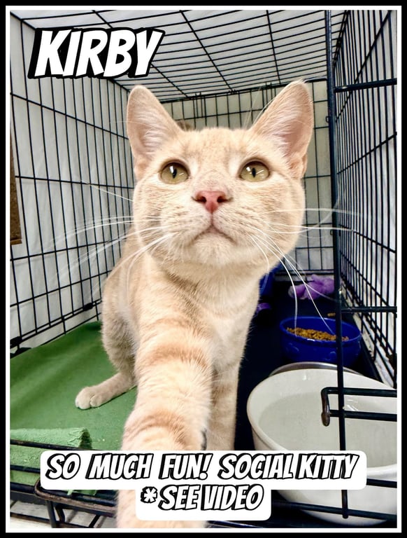 Kirby (FCID# 04/15/2026 - 142 Willow Grove PA) C Image