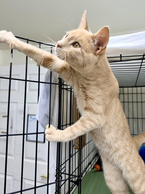 KIRBY (FCID# 04/15/2026 - 142 WILLOW GROVE PA) C - Tabby / Domestic Short Hair available for adoption