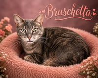 Bruschetta (FCID# 06/17/2026 - 48 Trainer) - Photo 1