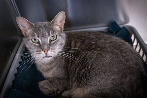 BRUSCHETTA (FCID# 06/17/2026 - 48 TRAINER) - Tabby / Calico available for adoption