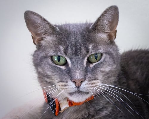 BRUSCHETTA (FCID# 06/17/2026 - 48 TRAINER) - Tabby / Calico available for adoption