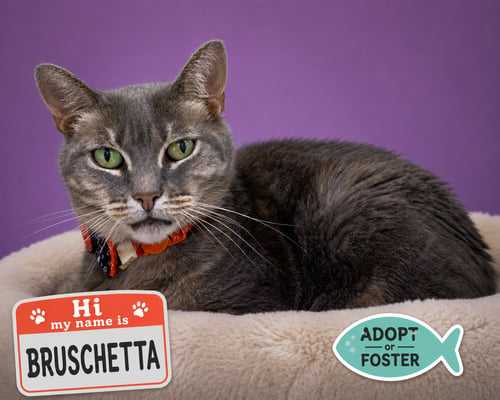 BRUSCHETTA (FCID# 06/17/2026 - 48 TRAINER) - Tabby / Calico available for adoption