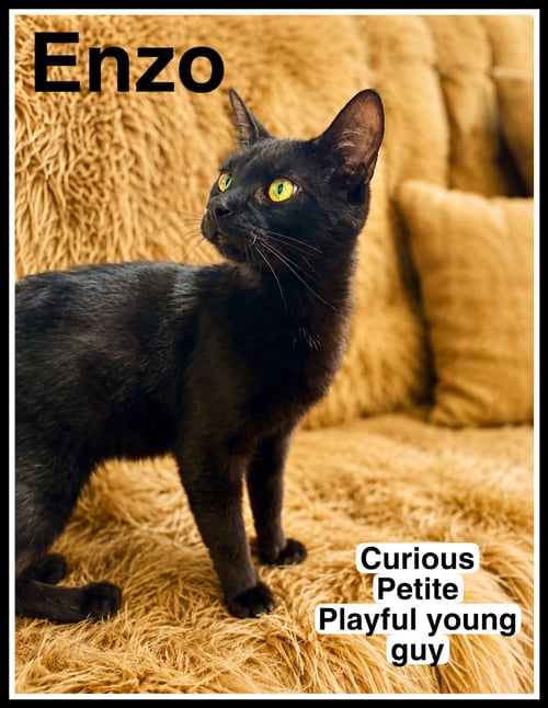 ENZO (FCID# 04/28/2026 - 101) WILLOW GROVE - Domestic Short Hair available for adoption
