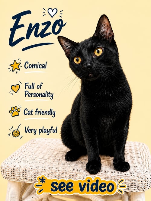 ENZO (FCID# 04/28/2026 - 101) WILLOW GROVE - Domestic Short Hair available for adoption