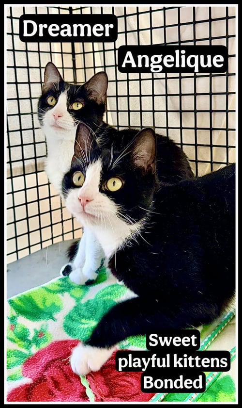 DREAMER (& ANGELIQUE)(FCID# 3/25/26-124) - Tuxedo available for adoption