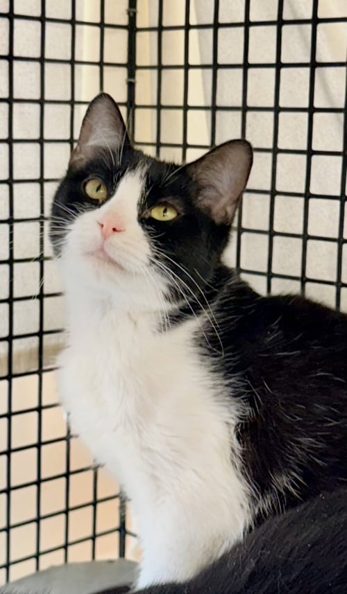 DREAMER (& ANGELIQUE)(FCID# 3/25/26-124) - Tuxedo available for adoption