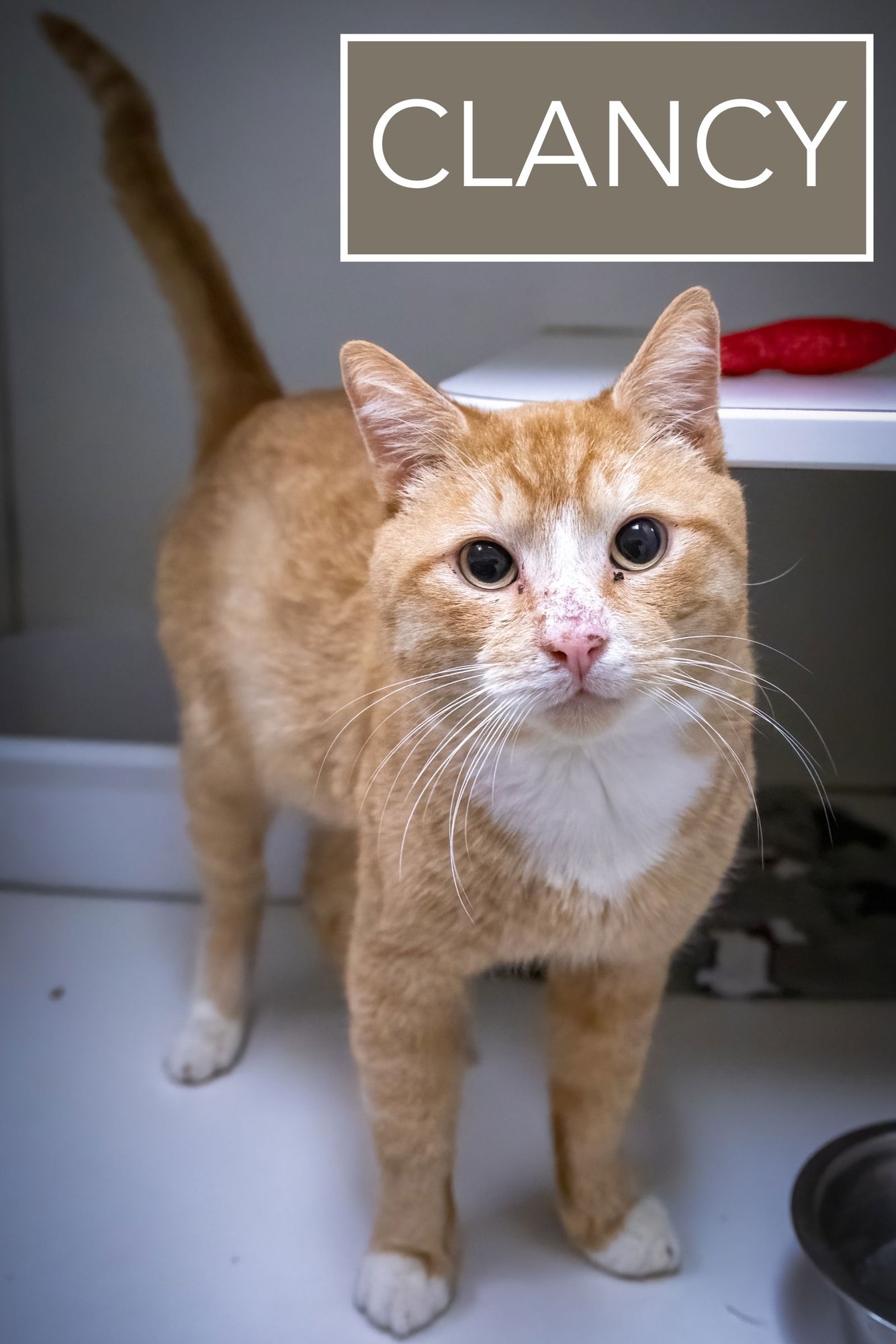CLANCY (FCID# 02/19/2026 - 25 TRAINER) C - Tabby / Tuxedo available for adoption
