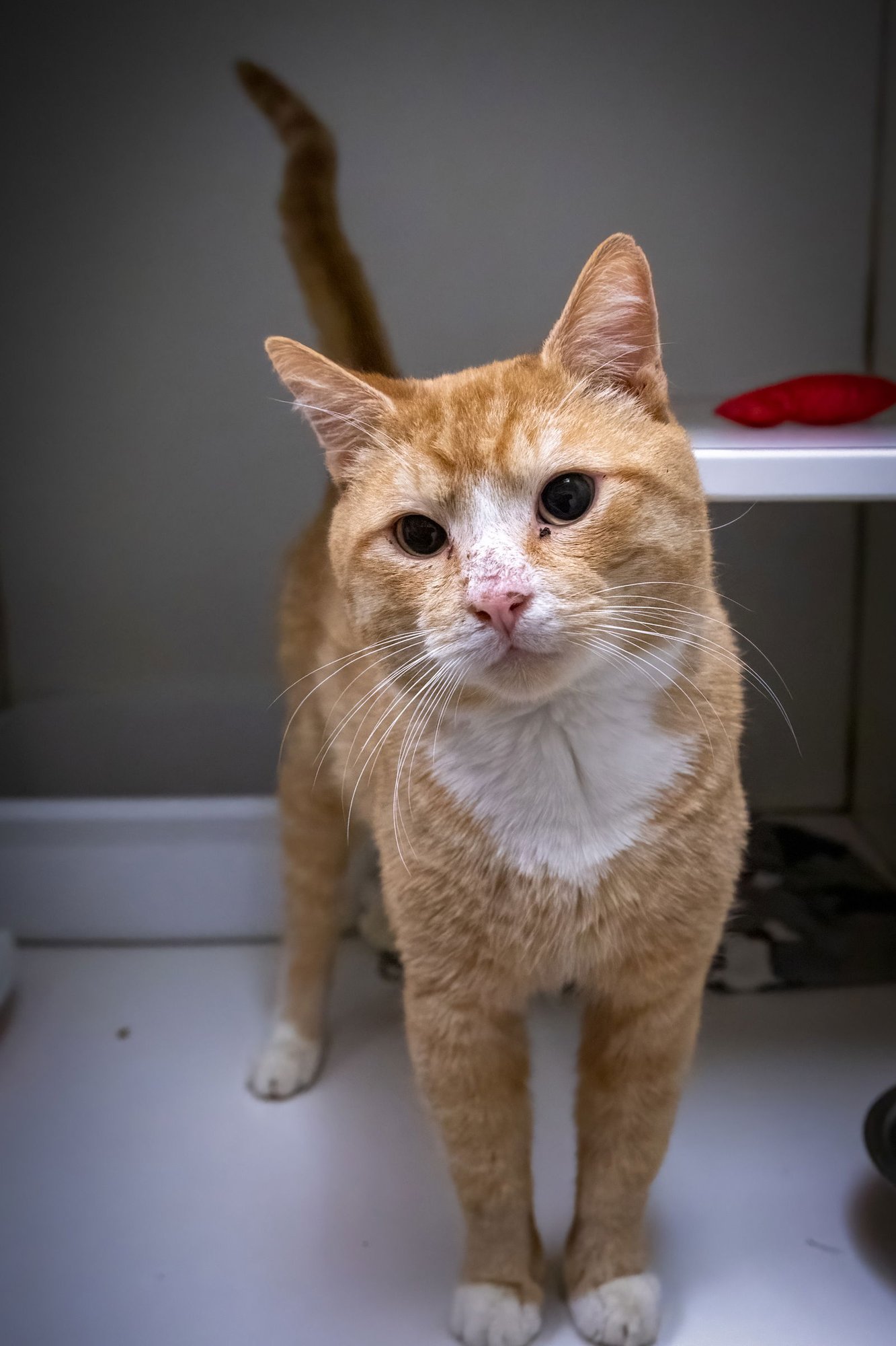 CLANCY (FCID# 02/19/2026 - 25 TRAINER) C - Tabby / Tuxedo available for adoption