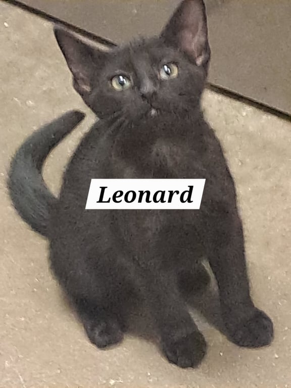 Leonard (FCID# 05/21/2026 - 50 Brandywine PS) Image