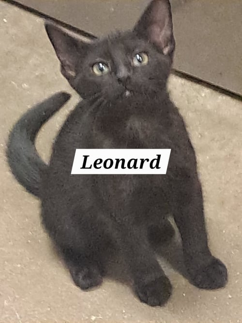 LEONARD (FCID# 05/21/2026 - 50 BRANDYWINE PS) - Domestic Short Hair available for adoption