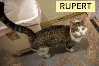RUPERT (FCID# 01/12/2026 - 27 TRAINER) - Tabby available for adoption