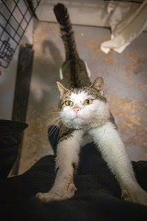 RUPERT (FCID# 01/12/2026 - 27 TRAINER) - Tabby available for adoption