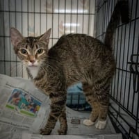 Lulu (FCID# 04/16/2026 - 17 Trainer) - Photo 2