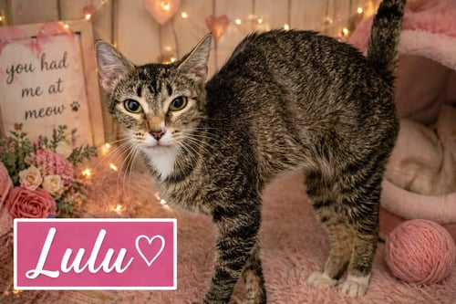 LULU W/ MOM MIOS (FCID# 04/16/2026 - 17) C - Tabby / Tuxedo available for adoption