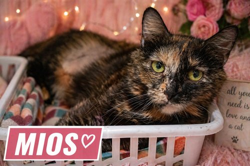 LULU W/ MOM MIOS (FCID# 04/16/2026 - 17) C - Tabby / Tuxedo available for adoption