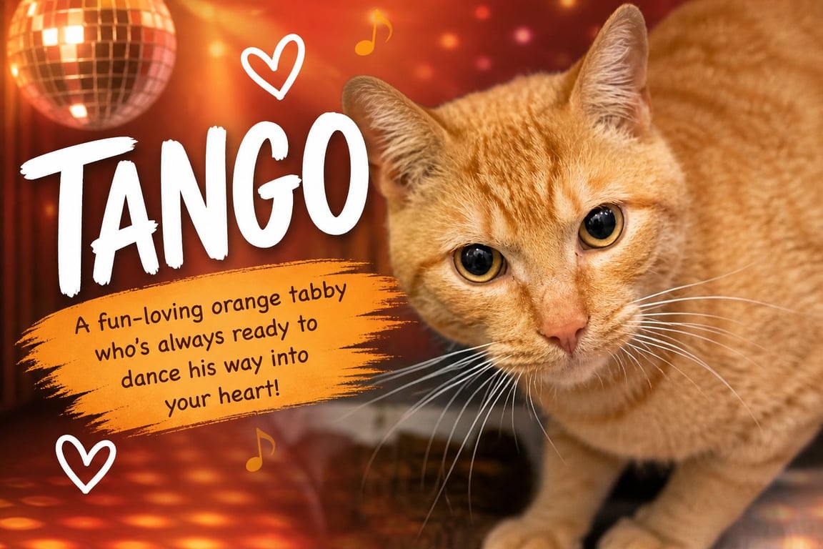 Tango (FCID 04/27/2026 - 46 Trainer) Image