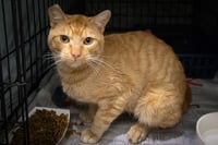 Tango (FCID 04/27/2026 - 46 Trainer) - Photo 3