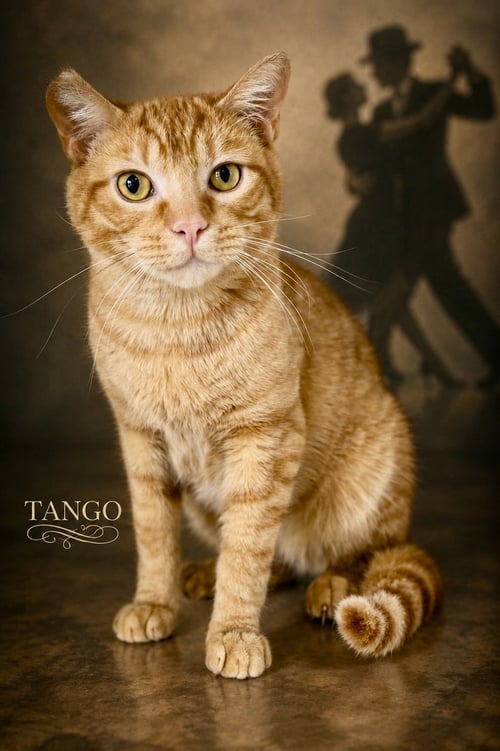 TANGO (FCID# 04/27/2026 - 46 GLEN MILLS PS) C - Tabby available for adoption