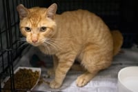 Tango (FCID 04/27/2026 - 46 Trainer) - Photo 4