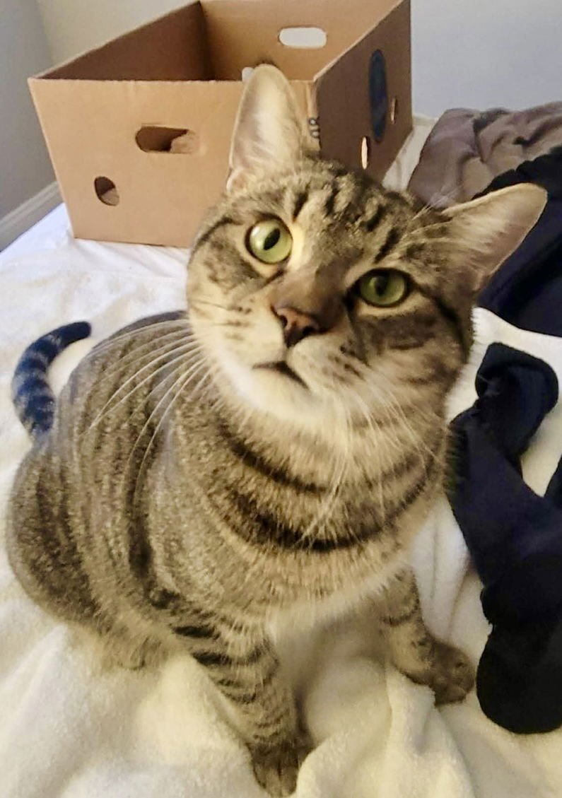 BRADLEY (& ANGELINA)(FCID# 07/01/2025-106 ) BONDED - Tabby available for adoption