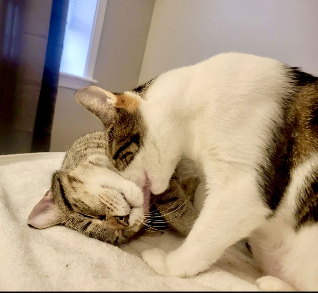 BRADLEY (& ANGELINA)(FCID# 07/01/2025-106 ) BONDED - Tabby available for adoption