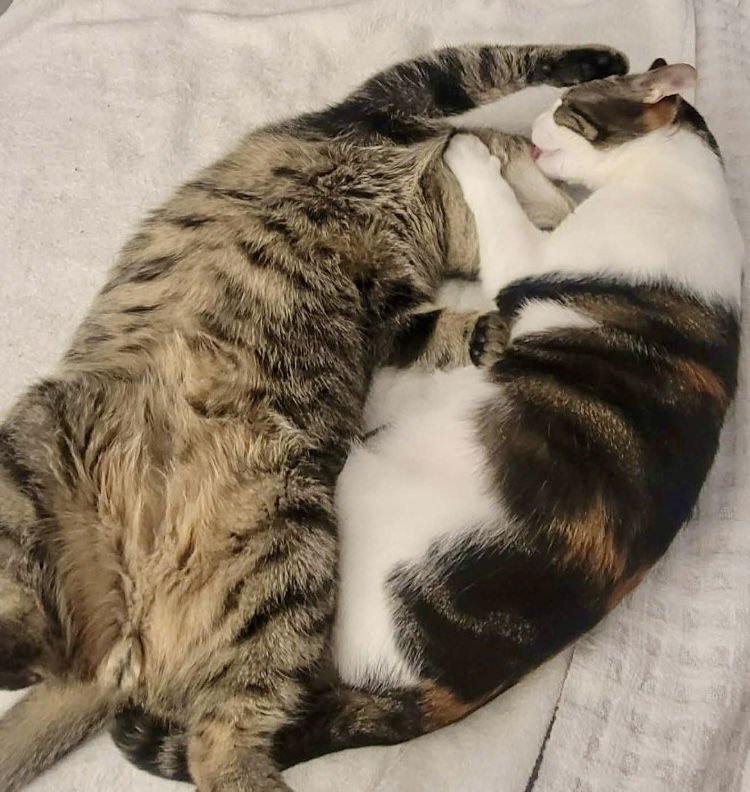 Bradley (& Angelina)(FCID# 07/01/2025-106 ) Bonded - Photo 3