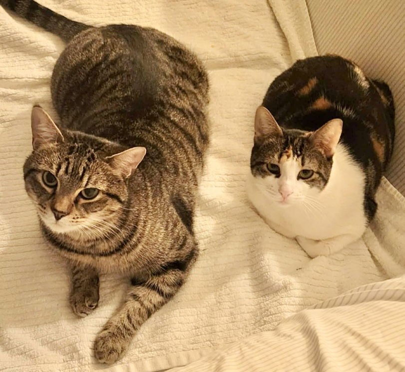 Bradley (& Angelina)(FCID# 07/01/2025-106 ) Bonded - Photo 4