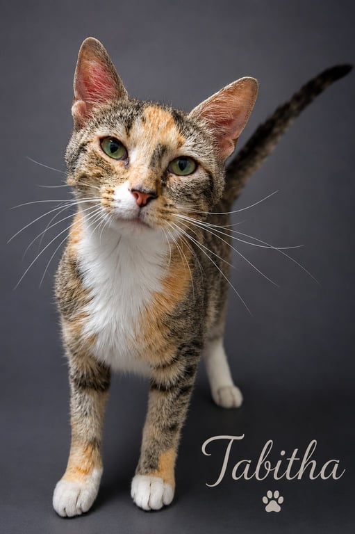 Tabitha (FCID# 06/08/2026 - 14 Trainer) Image