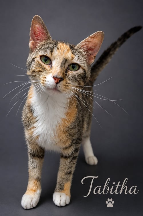 TABITHA (FCID# 06/08/2026 - 14 TRAINER) - Calico / Tabby available for adoption