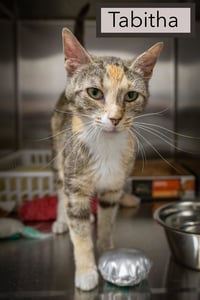 Tabitha (FCID# 06/08/2026 - 14 Trainer) - Photo 2
