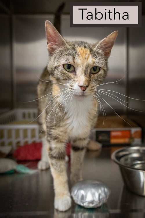 TABITHA (FCID# 06/08/2026 - 14 TRAINER) - Calico / Tabby available for adoption