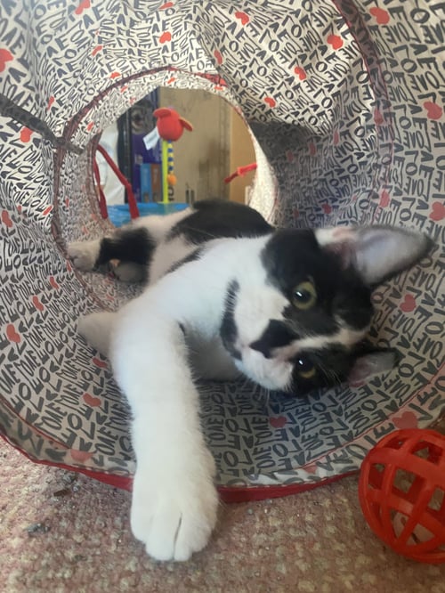 TORY, WILLOW GROVE PS, (FCID 04/22/2026-132) - Domestic Short Hair available for adoption