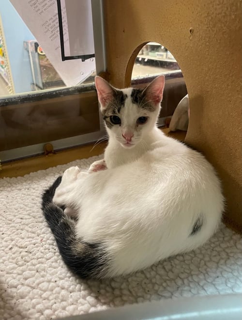 BIGGIE (FCID# 06/09/2026 - 40 GLEN MILLS FOSTER) - Domestic Short Hair available for adoption