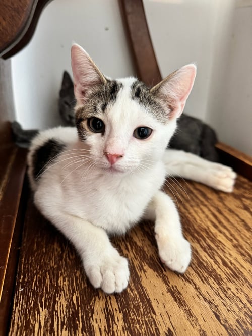 BIGGIE (FCID# 06/09/2026 - 40 GLEN MILLS FOSTER) - Domestic Short Hair available for adoption