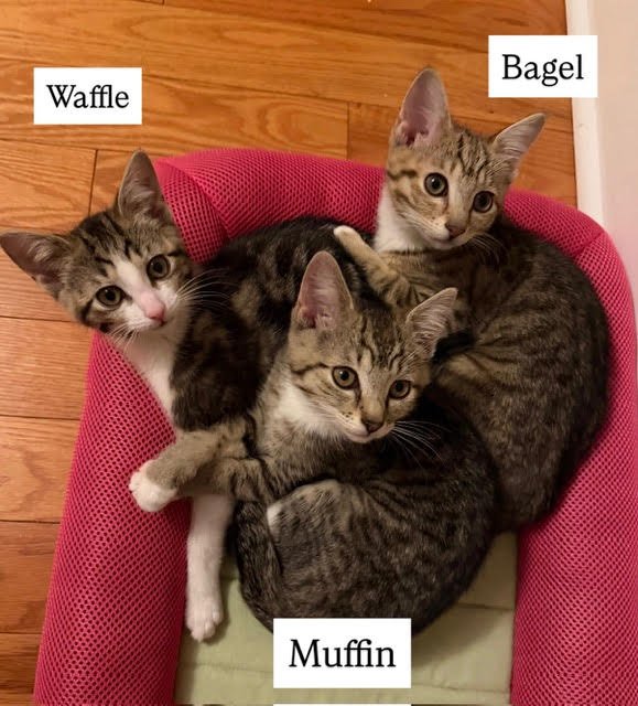 WAFFLE, MUFFIN AND BAGEL - Tabby available for adoption