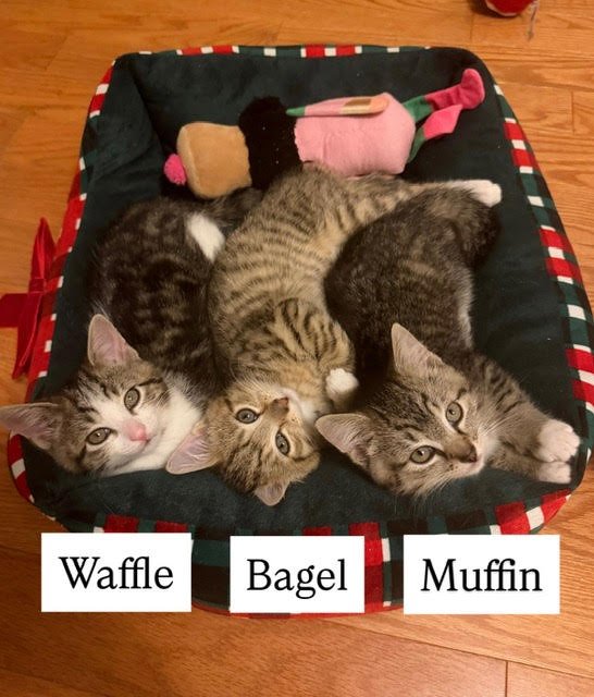 WAFFLE, MUFFIN AND BAGEL - Tabby available for adoption
