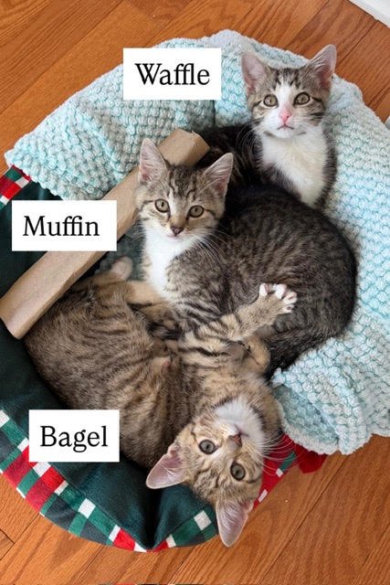 Waffle, Muffin and Bagel - Photo 3
