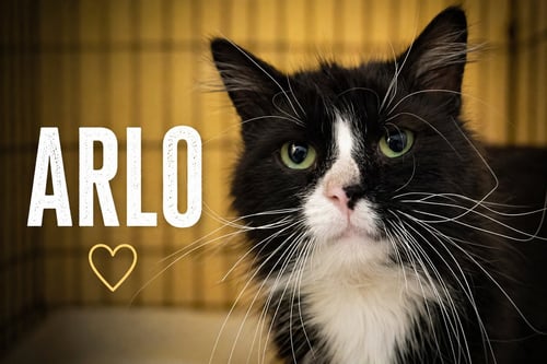 ARLO (FCID# 04/22/2026 - 35 BROOKHAVEN PS) - Tuxedo available for adoption