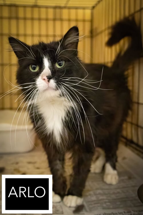 ARLO (FCID# 04/22/2026 - 35 BROOKHAVEN PS) - Tuxedo available for adoption