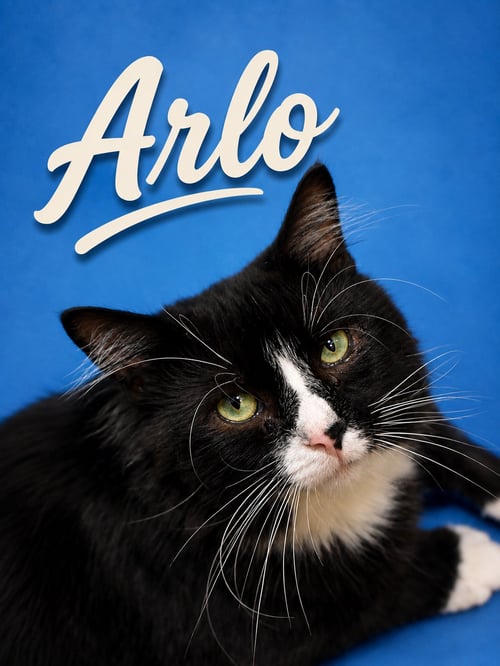 ARLO (FCID# 04/22/2026 - 35 MIDDLETOWN PS) C - Tuxedo available for adoption