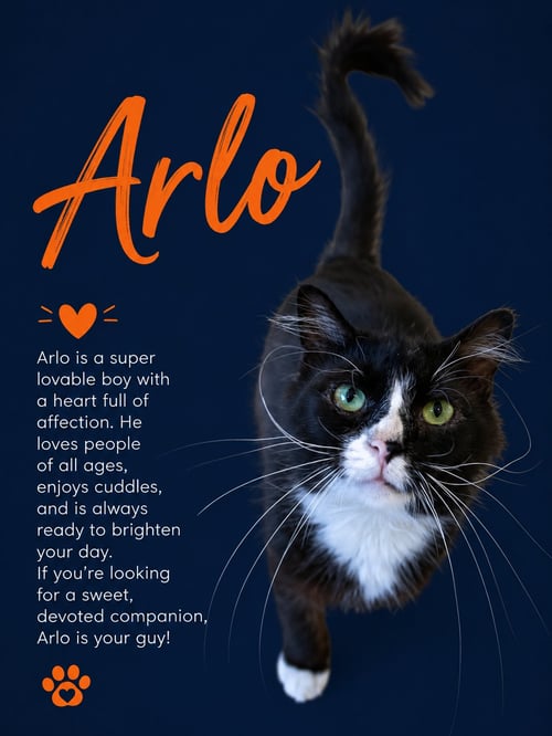ARLO (FCID# 04/22/2026 - 35 MIDDLETOWN PS) C - Tuxedo available for adoption