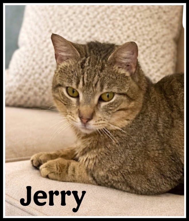 Jerry (FCID# 03/13/26 - 104) Willow Grove PA Image