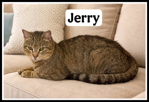 JERRY (FCID# 03/13/26 - 104) WILLOW GROVE PA - Tabby available for adoption