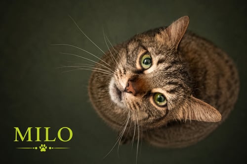 MILO (FCID# 06/08/2026 - 22 TRAINER) - Tabby available for adoption